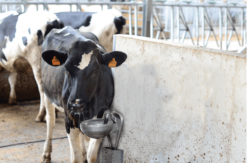 Abreuvement - Abreuvoirs et accessoires - Abreuvoir F130 INOX