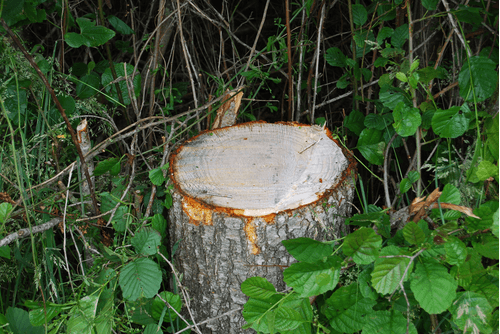 Matériel forestier - Grappin forestier - Grappin XYLOCUT - XYLOGRIP