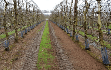 Entretien - Désherbeuses - Désherbeur - HERBIONET