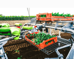 Travail du sol - Maraîchage - Cobot enjambeur TOUTILO