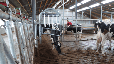 Matériel d'élevage - Barrière herbage - Barrière  4 lisses