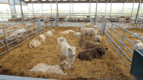 Matériel d'élevage - Barrière herbage - Barrière 5 lisses