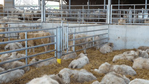 Matériel d'élevage - Barrière herbage - Barrière 5 lisses