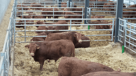 Matériel d'élevage - Barrière herbage - Barrière 5 lisses