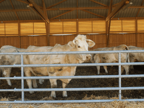 Matériel d'élevage - Barrière herbage - Barrière 5 lisses