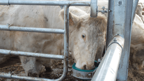 Matériel d'élevage - Barrière herbage - Barrière 5 lisses