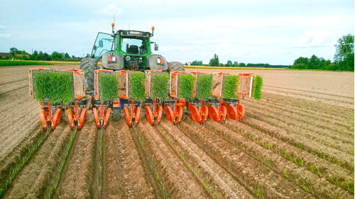 Semis - Planteuses - Planteuse repiqueuse