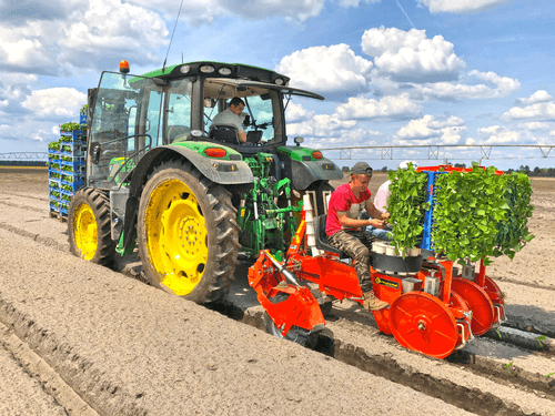 Semis - Planteuses - Planteuse repiqueuse
