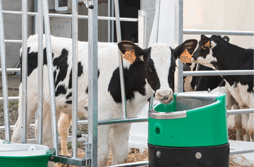 Abreuvement - Abreuvoirs et accessoires - Abreuvoir antigel électrique LAKCHO 2