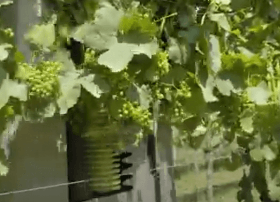 Entretien - Taille viti-arbo - Effeuilleuse EB490 BINGER