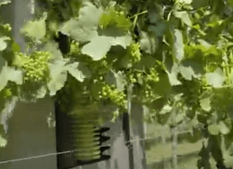 Entretien - Taille viti-arbo - Effeuilleuse EB490 BINGER