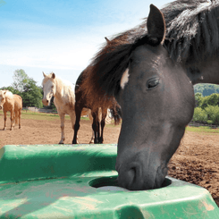 Abreuvement - Abreuvoirs et accessoires - Abreuvoir antigel isotherme THERMOLAC 2 boules