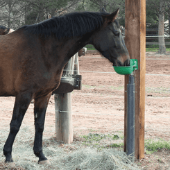 Abreuvement - Abreuvoirs et accessoires - Abreuvoir FORSTAL